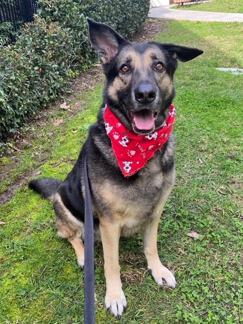 bonnie1-0224 Bonnie Female German Shepherd Available for Adoption