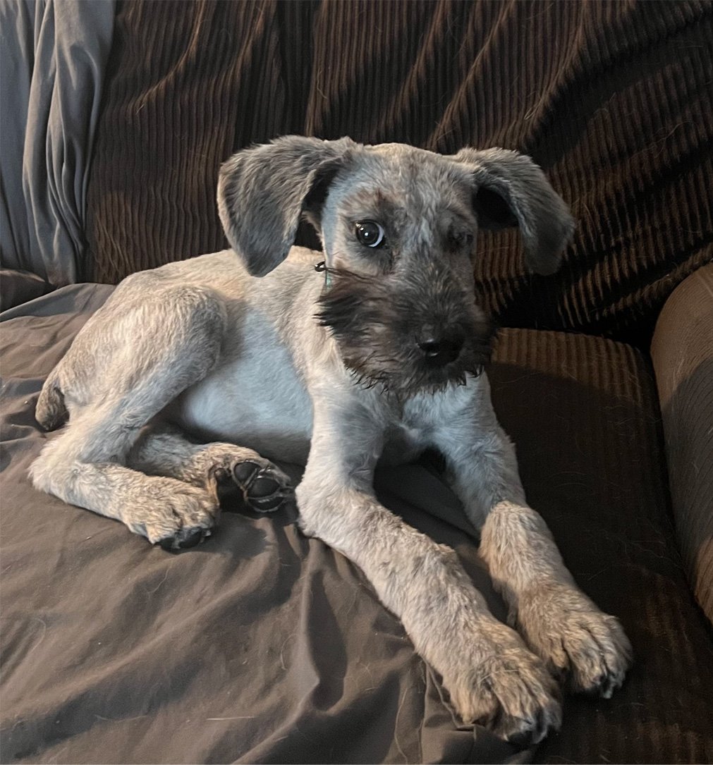 nadia2-0224 Nadia Standard Schnauzer puppy available for adoption
