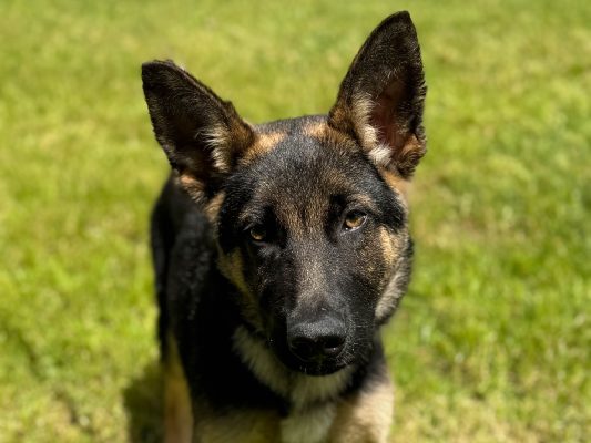 Tucker