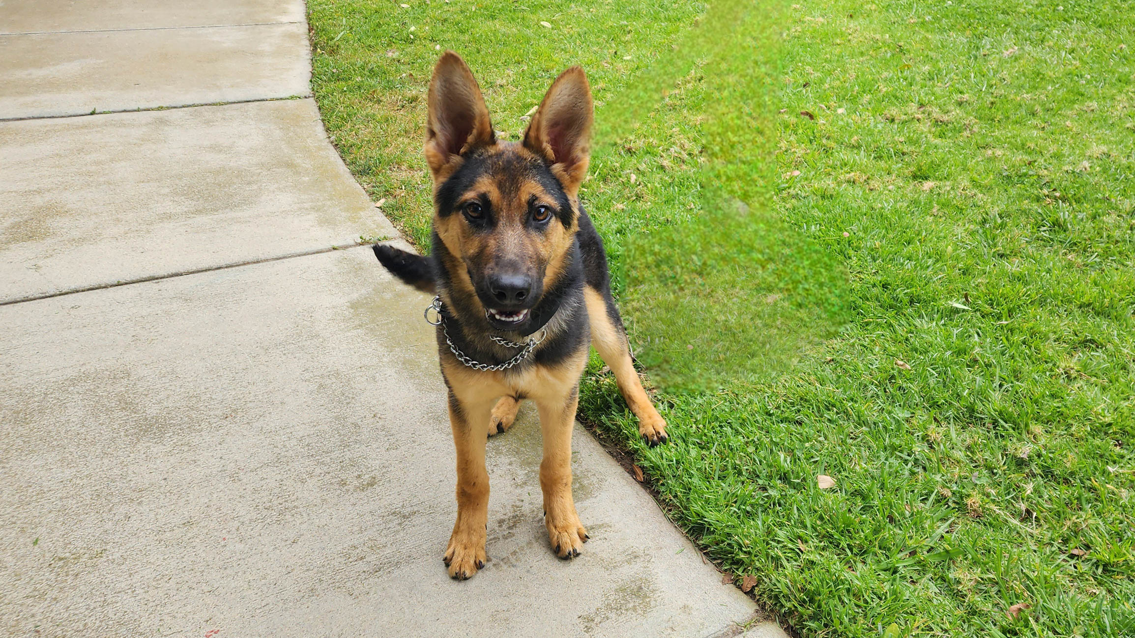 Roxie5 Roxie German Shepard Available for Adoption