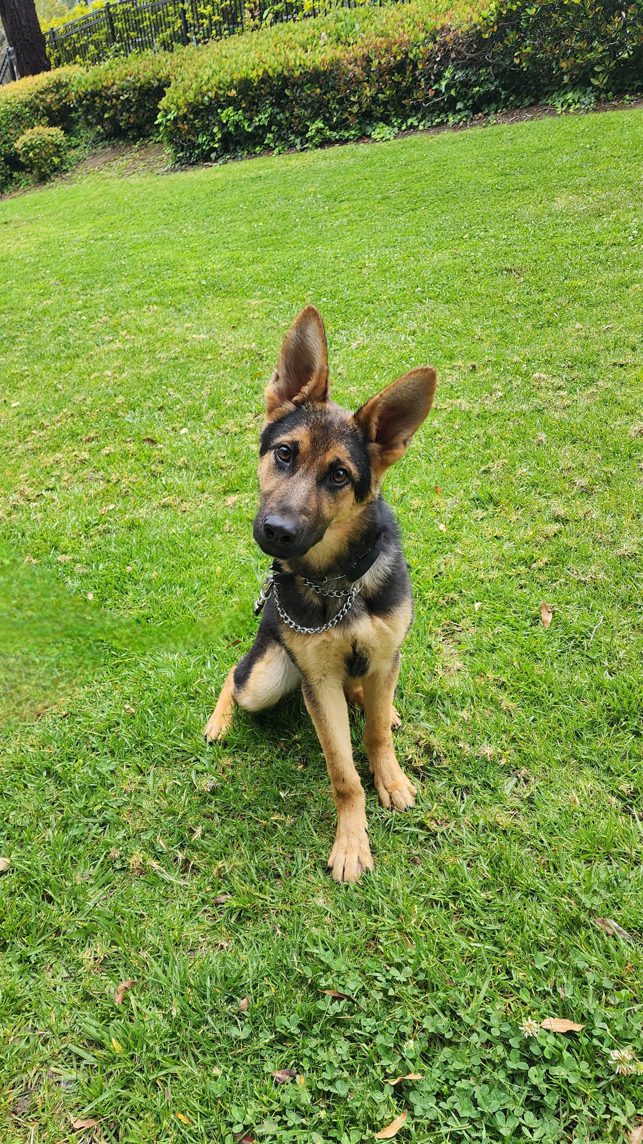 Roxie6 Roxie German Shepard Available for Adoption