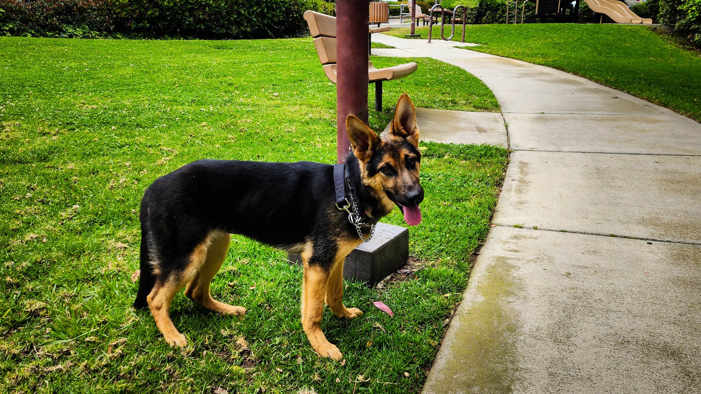 Roxie7 Roxie German Shepard Available for Adoption