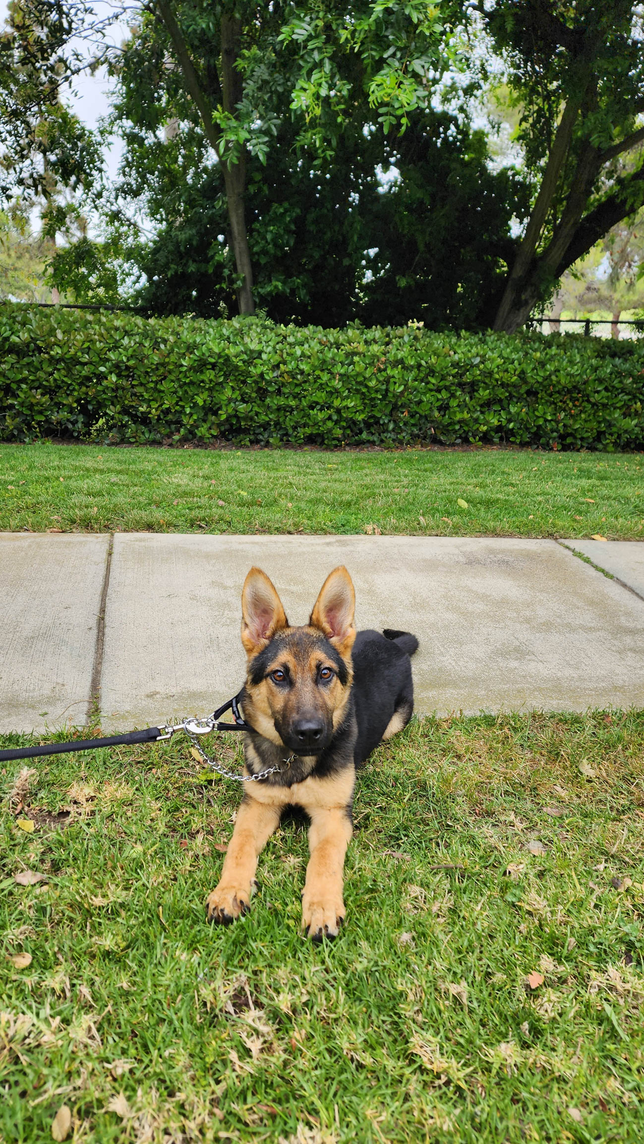 Roxie8 Roxie German Shepard Available for Adoption