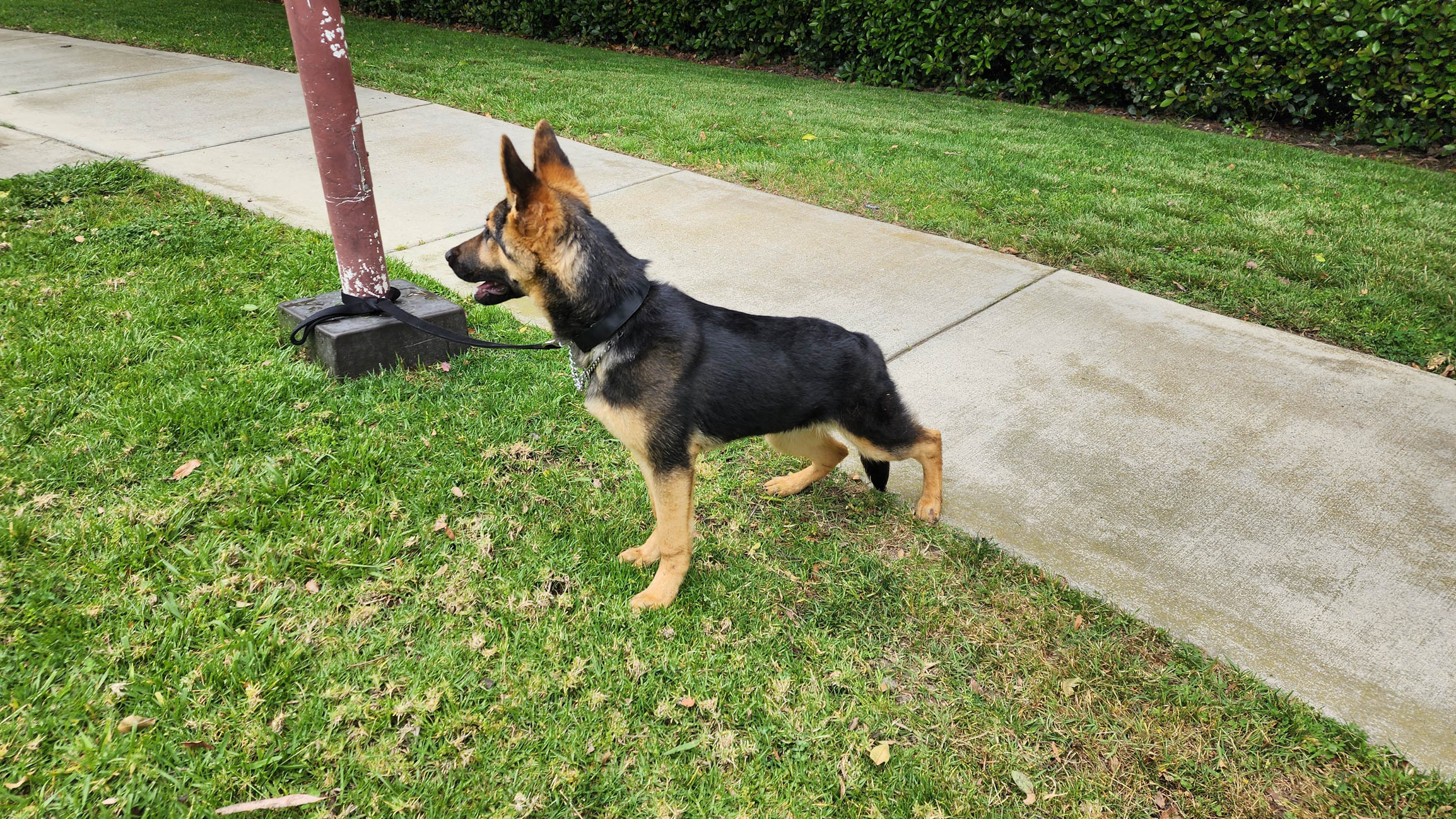 Roxie9 Roxie German Shepard Available for Adoption