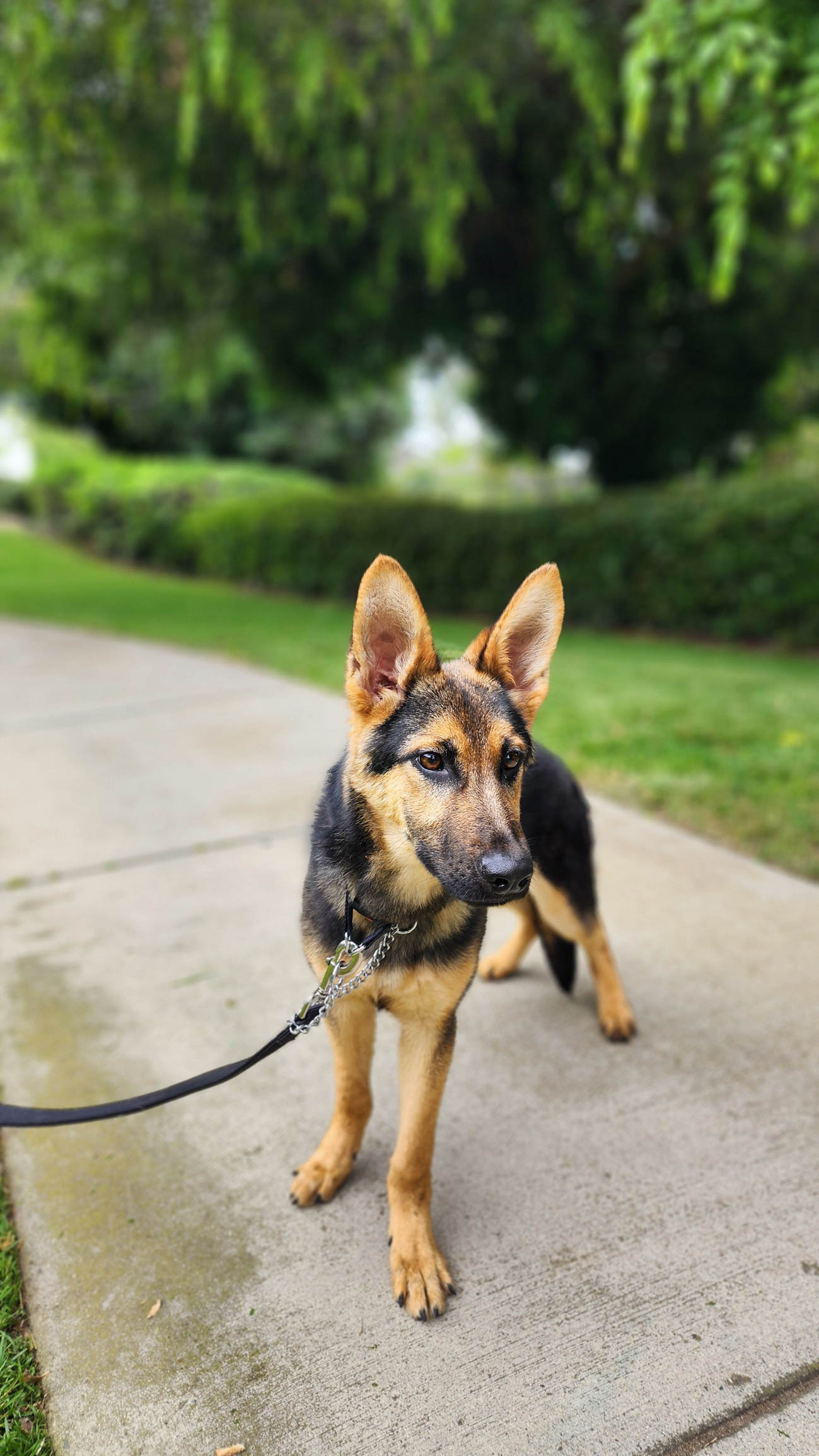 Roxie10 Roxie German Shepard Available for Adoption