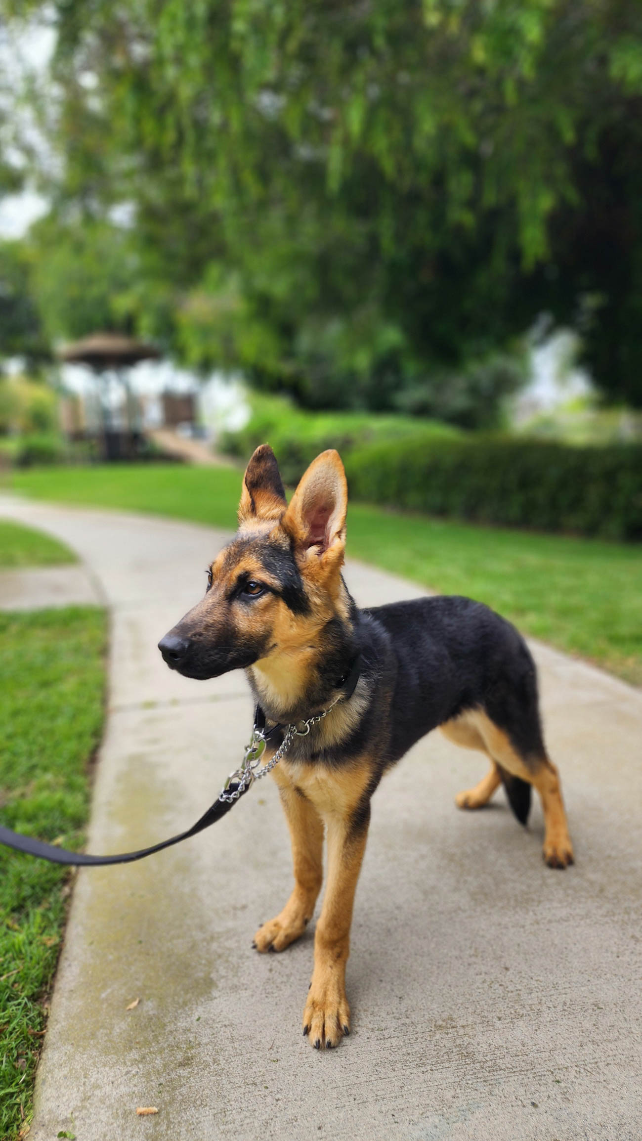 Roxie11 Roxie German Shepard Available for Adoption