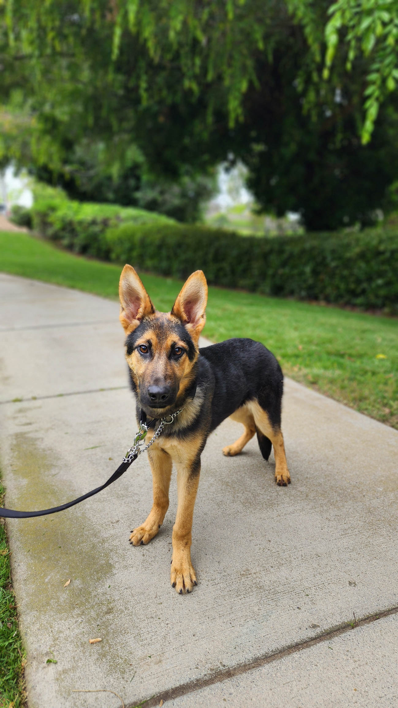 Roxie12 Roxie German Shepard Available for Adoption