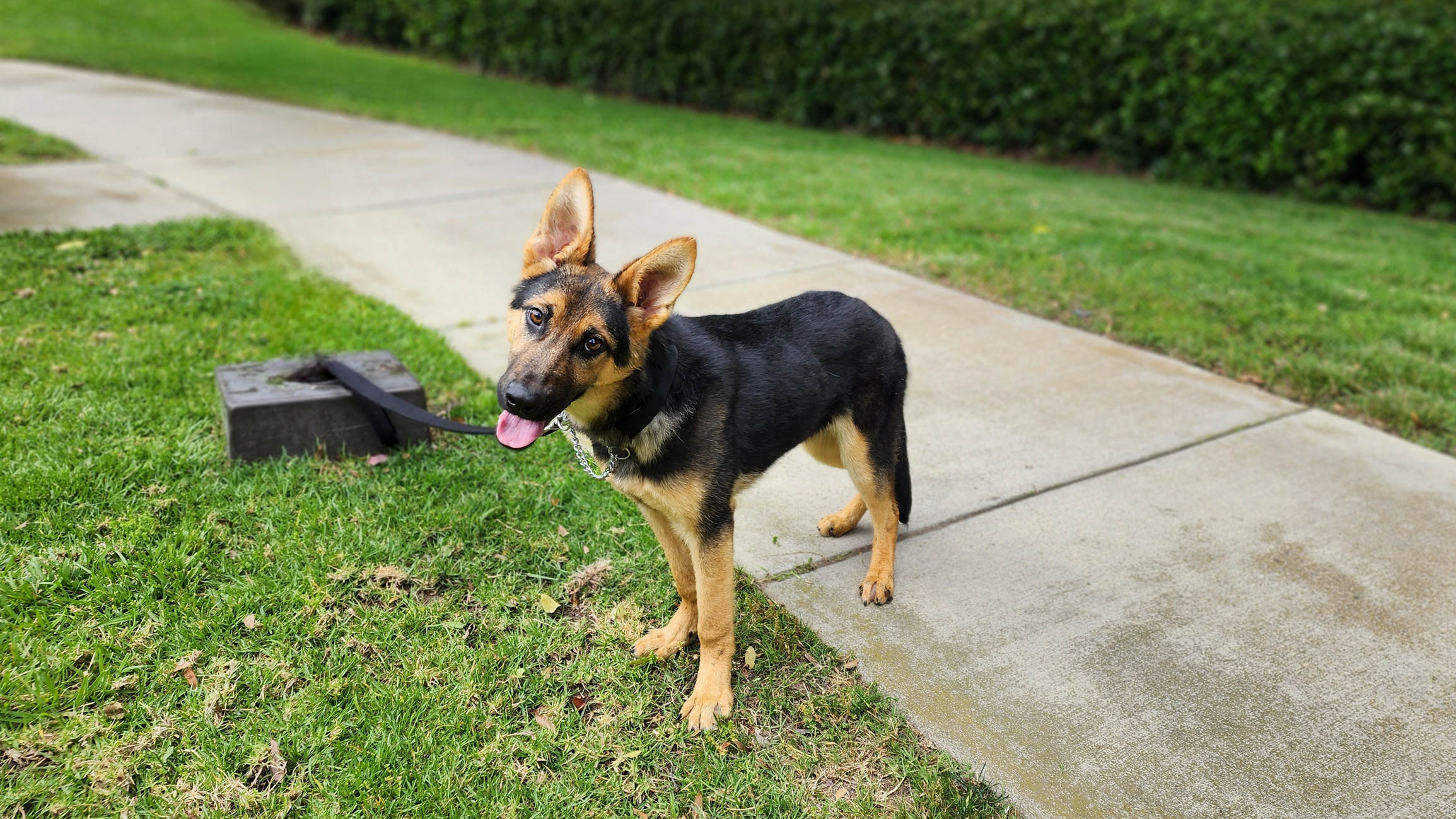 Roxie13 Roxie German Shepard Available for Adoption