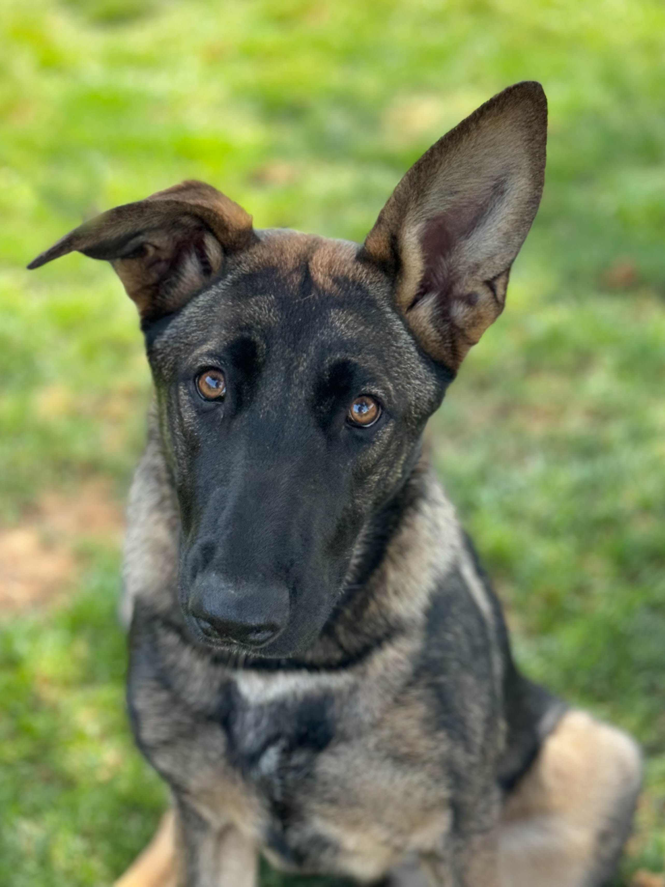 Chelsea1 Chelsea Female German Shepherd Available for Adoption