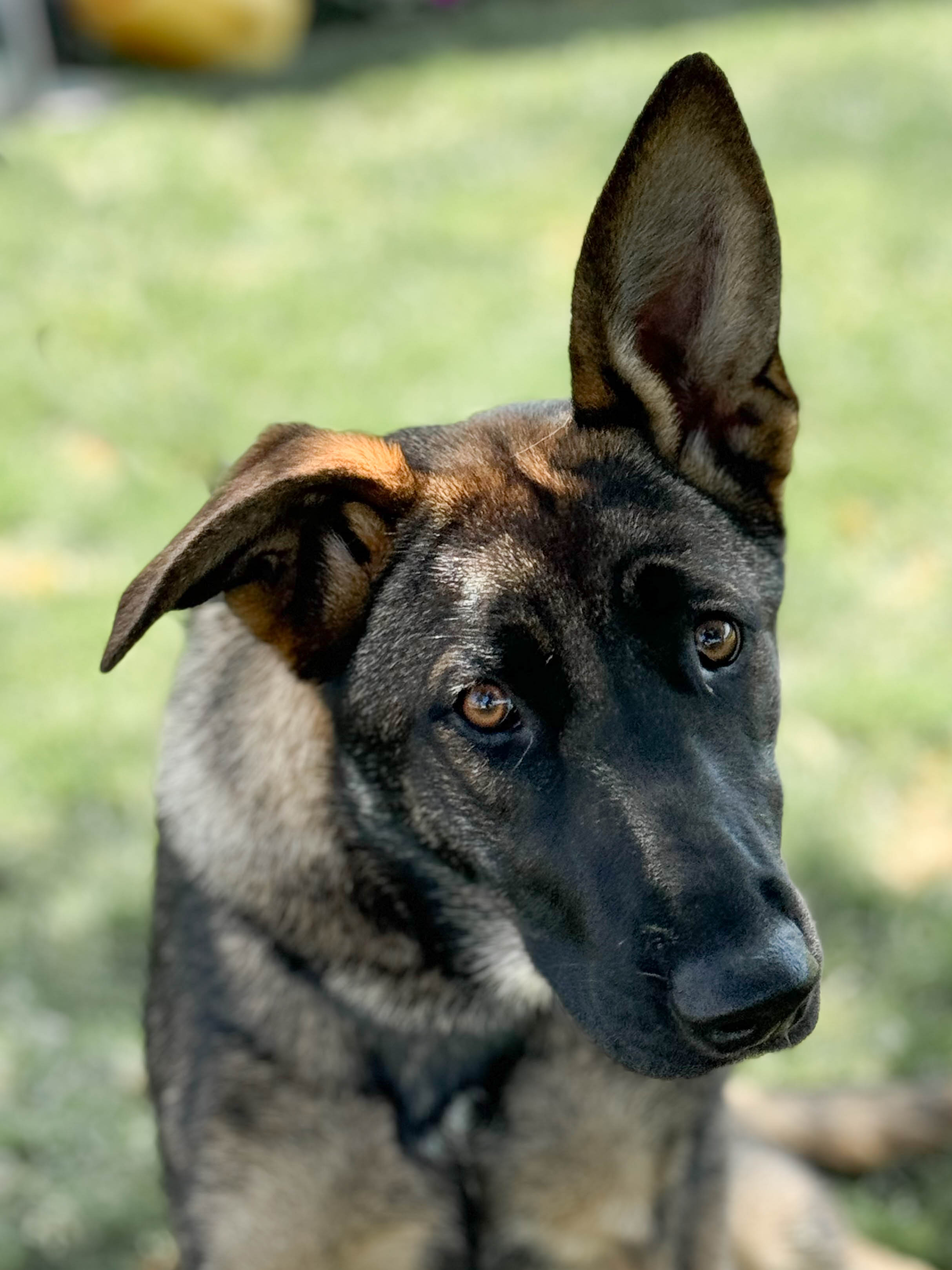 Chelsea2 Chelsea Female German Shepherd Available for Adoption