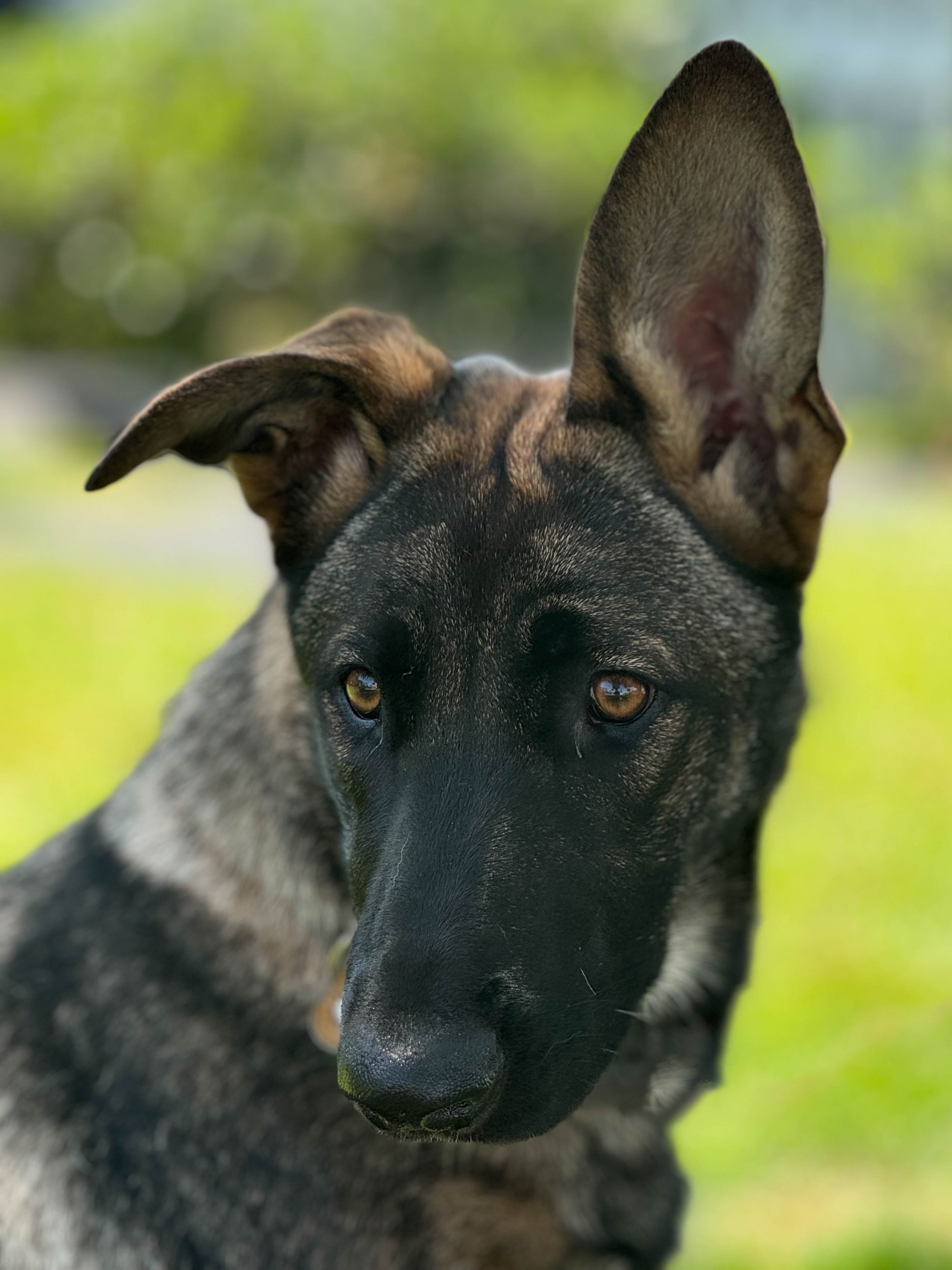 Chelsea3 Chelsea Female German Shepherd Available for Adoption
