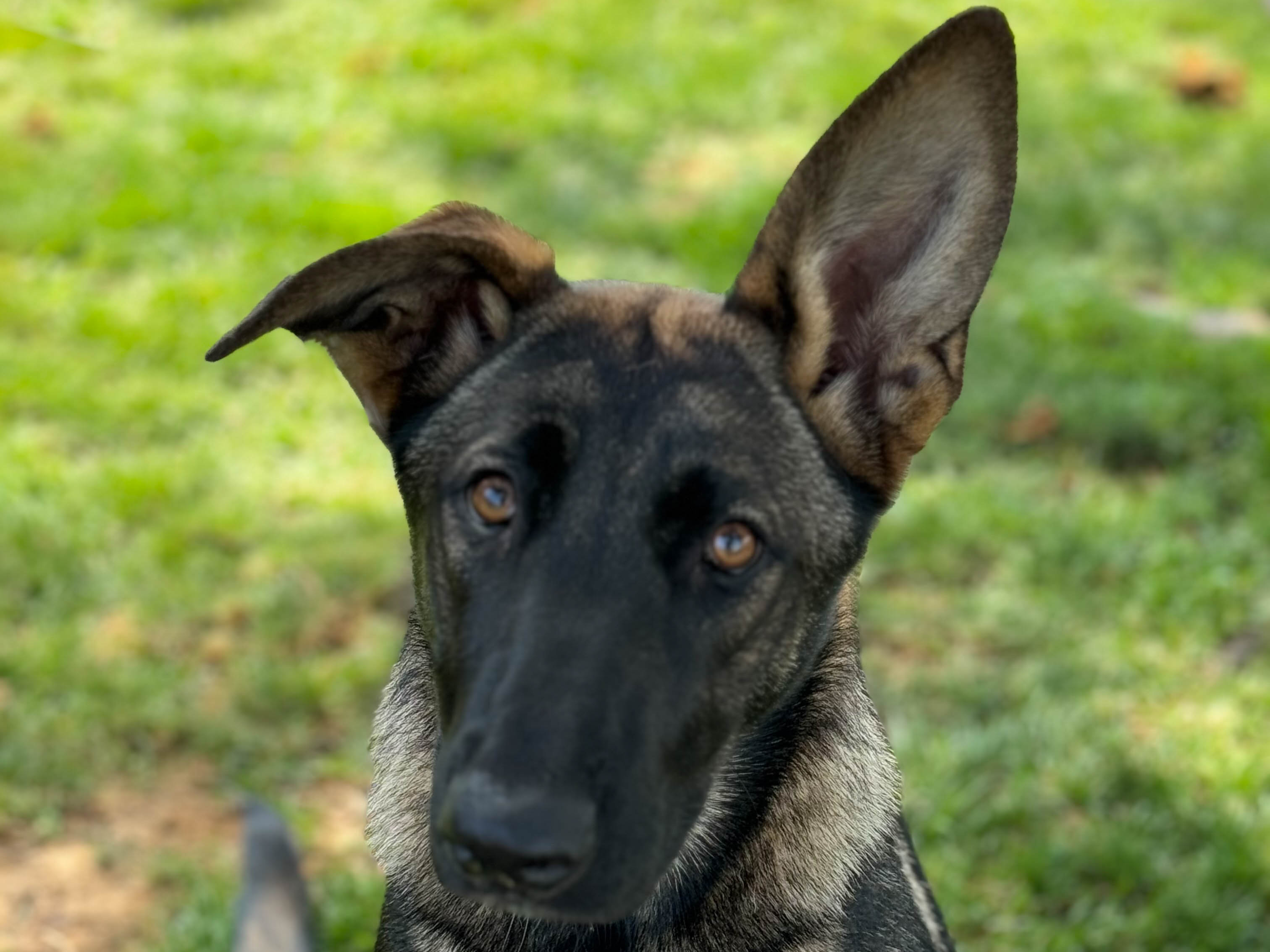 Chelsea4 Chelsea Female German Shepherd Available for Adoption