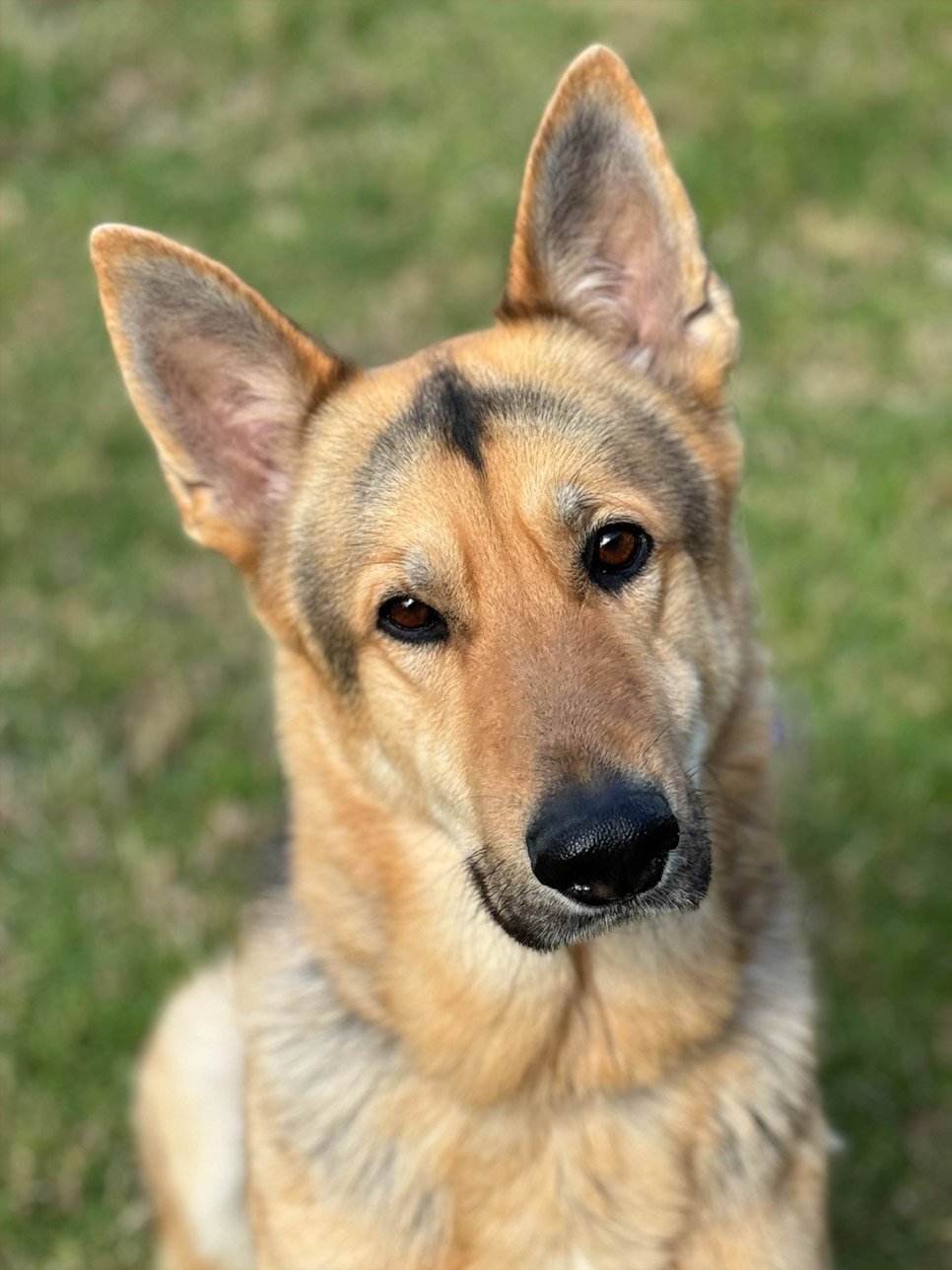 Jinx1 Jinx Male German Shepherd Available for Adoption