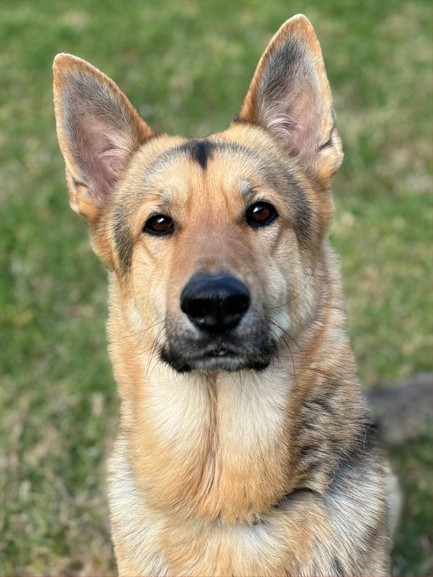 Jinx2 Jinx Male German Shepherd Available for Adoption