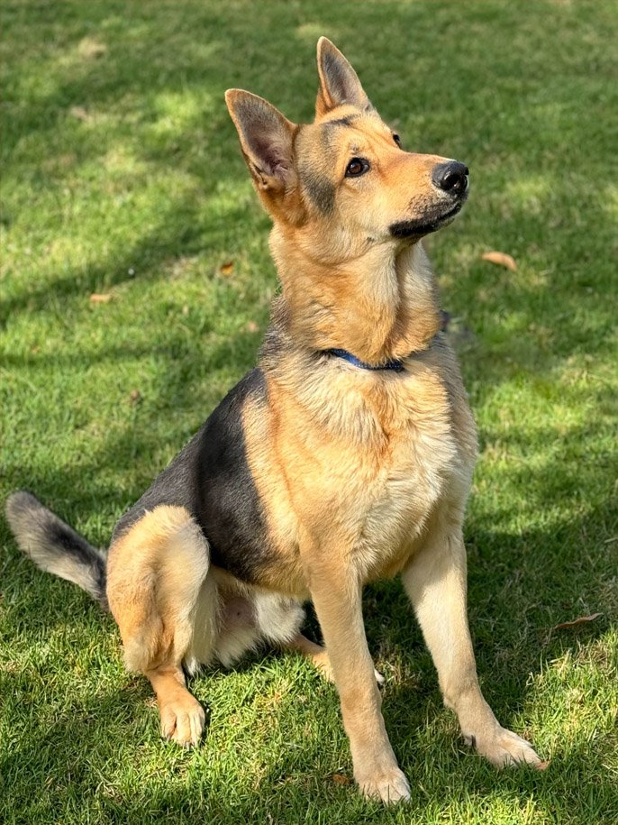 Jinx3 Jinx Male German Shepherd Available for Adoption