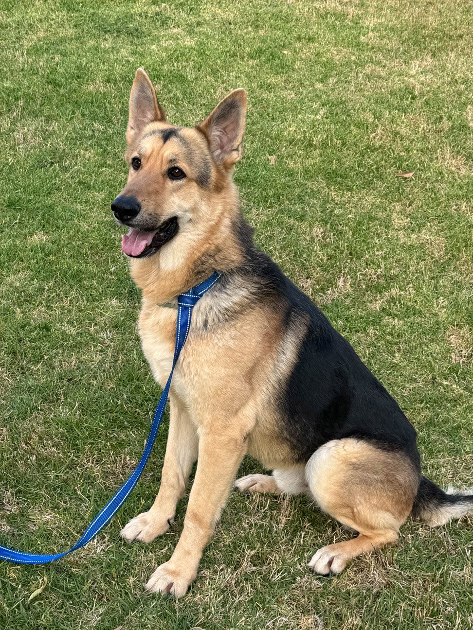 Jinx5 Jinx Male German Shepherd Available for Adoption
