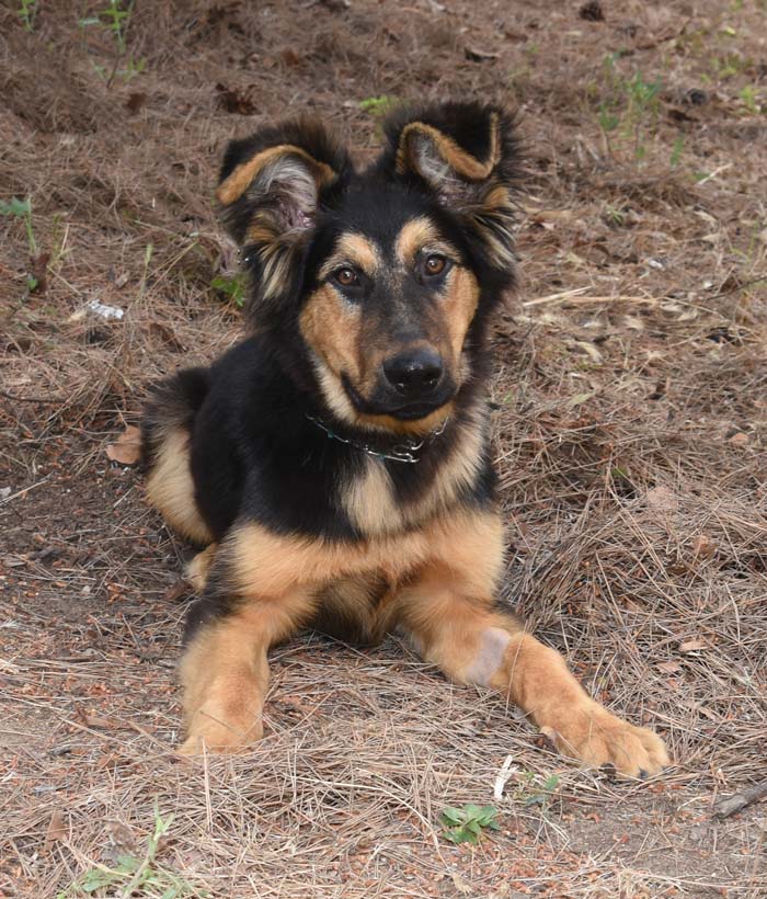 Otis2 Otis Male German Shepherd Mix Available for Adoption