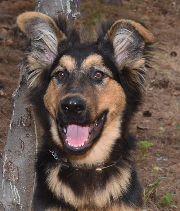Otis5 Otis Male German Shepherd Mix Available for Adoption