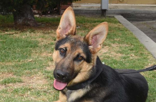 Roxie
