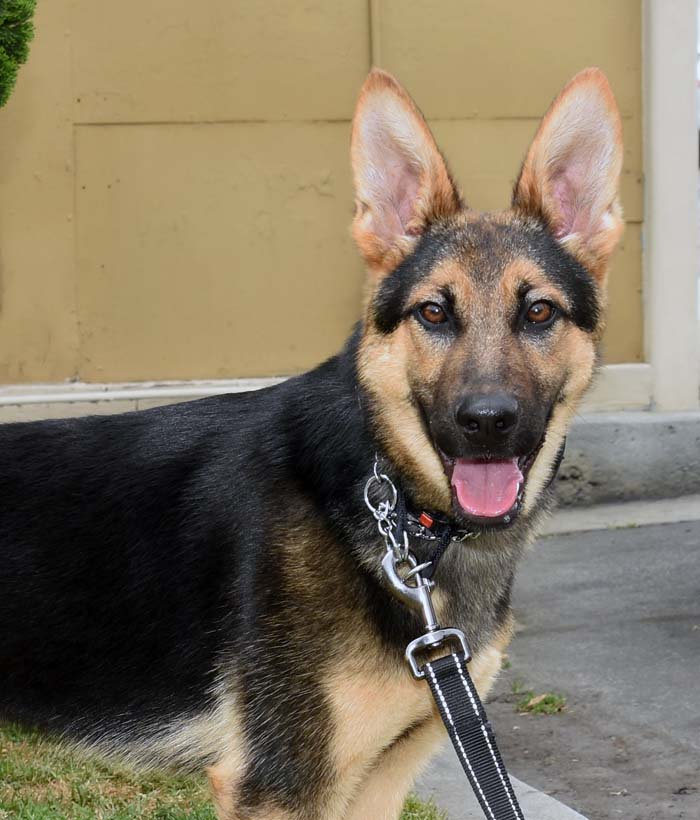 Roxie1 Roxie