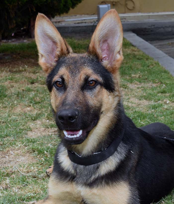 Roxie4 Roxie