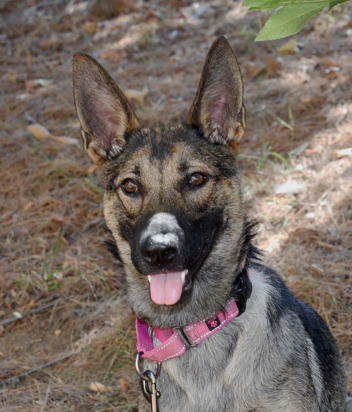 Aphrodite German Shepard Available For Adoption