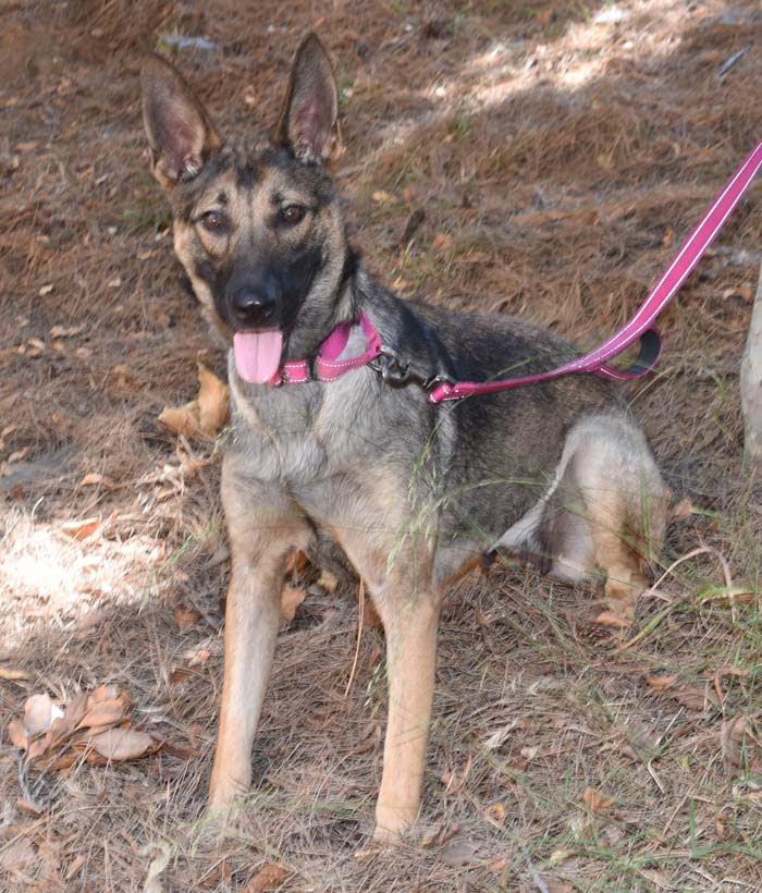 Aphrodite German Shepard Available For Adoption