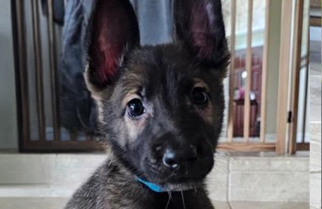 Friday Puppy Available for Adoption