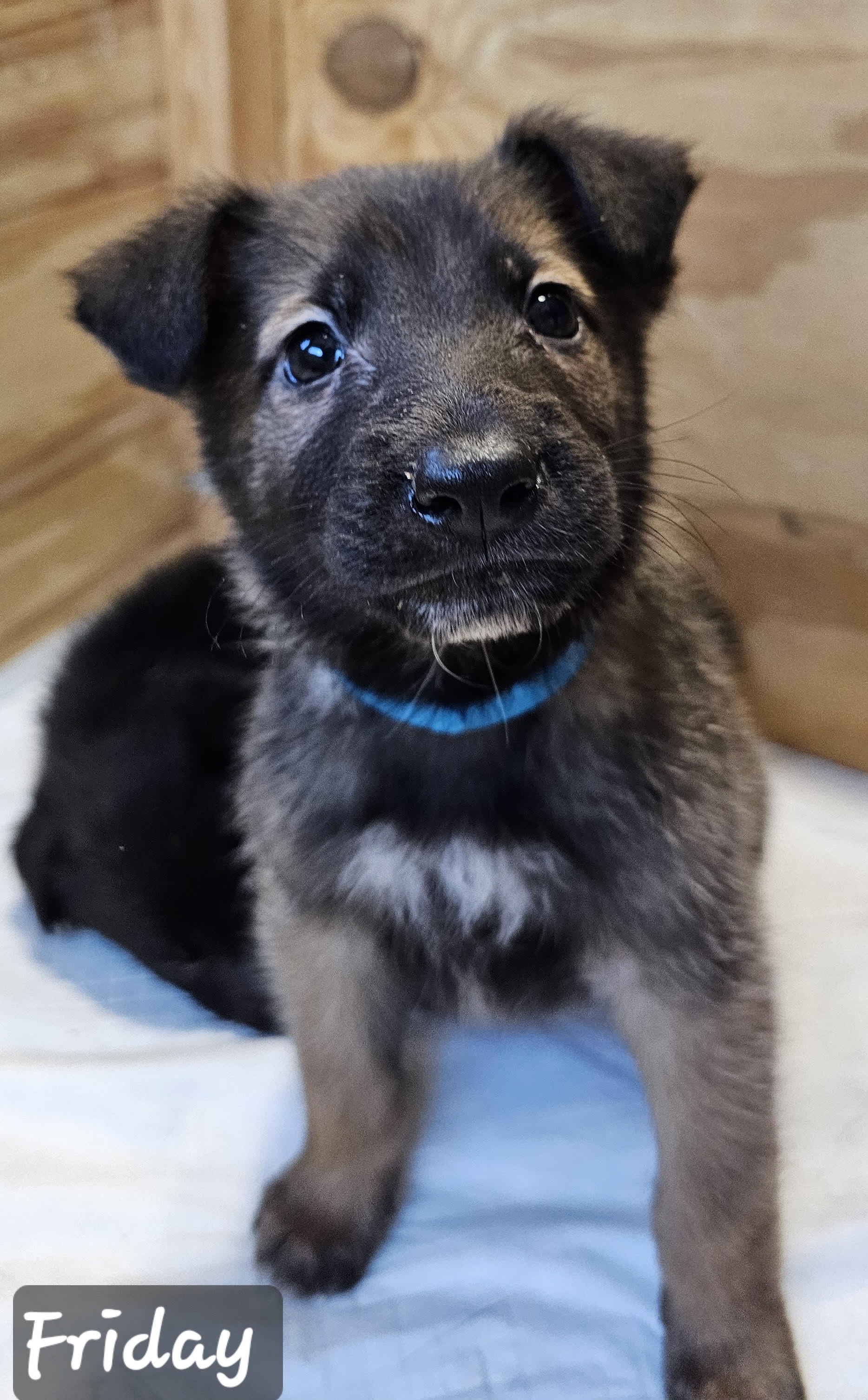 friday Friday Puppy Available for Adoption