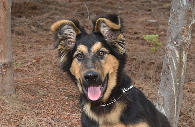 Otis Male German Shepherd Mix Available for Adoption