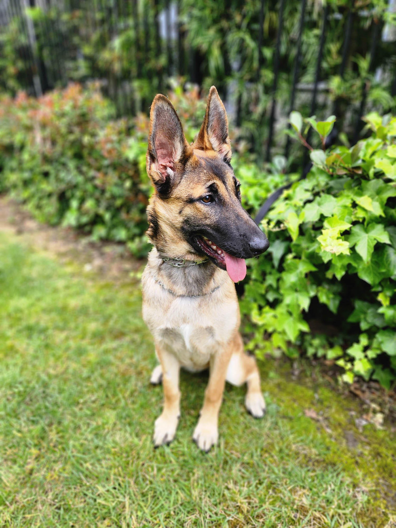 sage-1 Sage Female German Shepherd Available For Adoption
