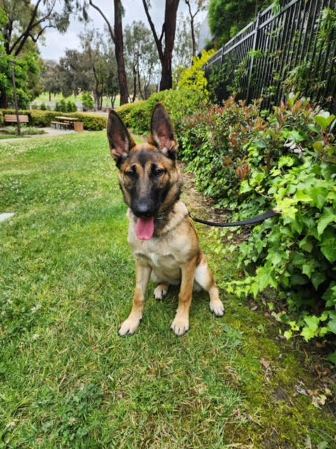 sage-2 Sage Female German Shepherd Available For Adoption
