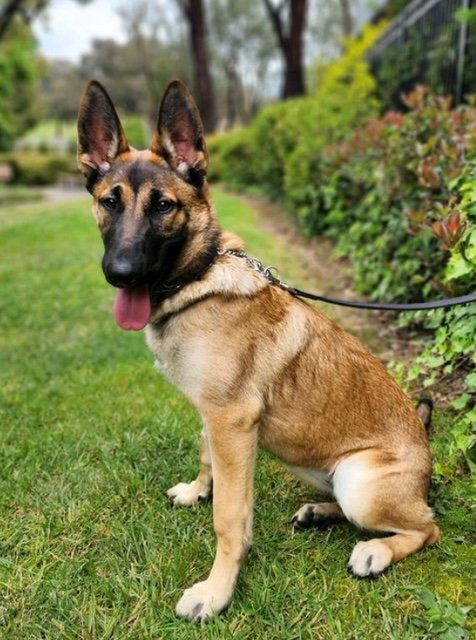 sage-2 Sage Female German Shepherd Available For Adoption