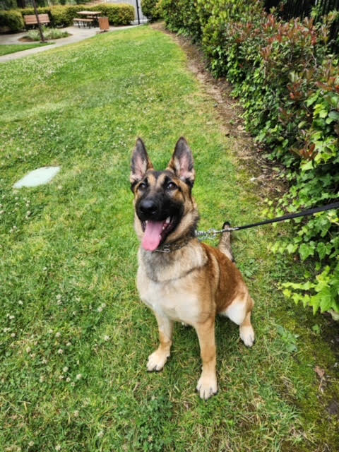 sage-4 Sage Female German Shepherd Available For Adoption