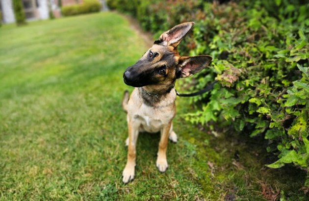 Sage Female German Shepherd Available For Adoption