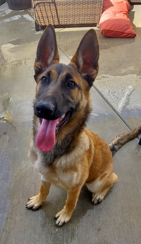 sage1 Sage Female German Shepherd Available For Adoption
