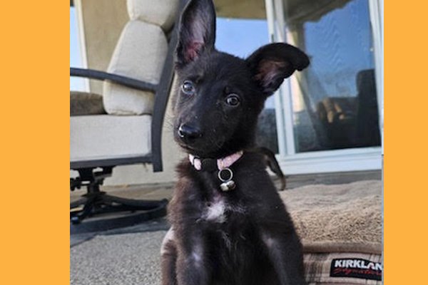 Tuesday Puppy Available for Adoption