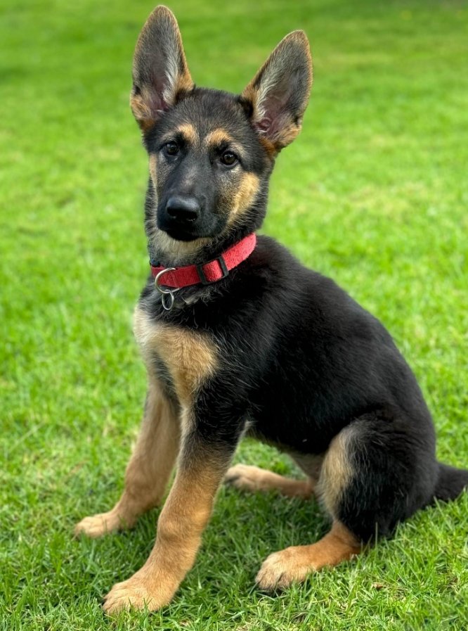 whistler-1 Whistler Female German Shepherd Available for Adoption