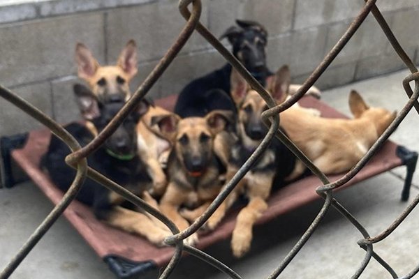8 Puppy Litter