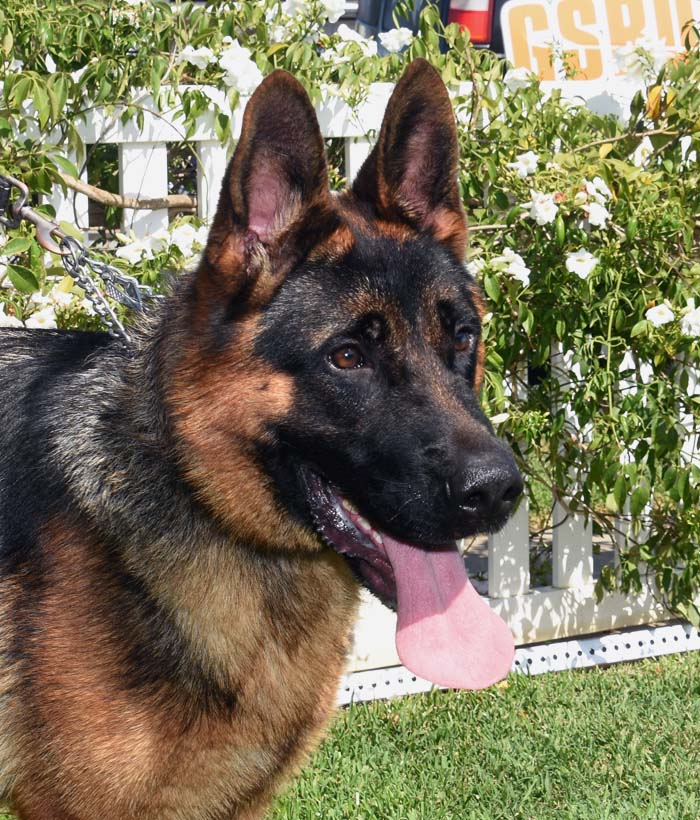 Milo German Shepard Available For Adoption