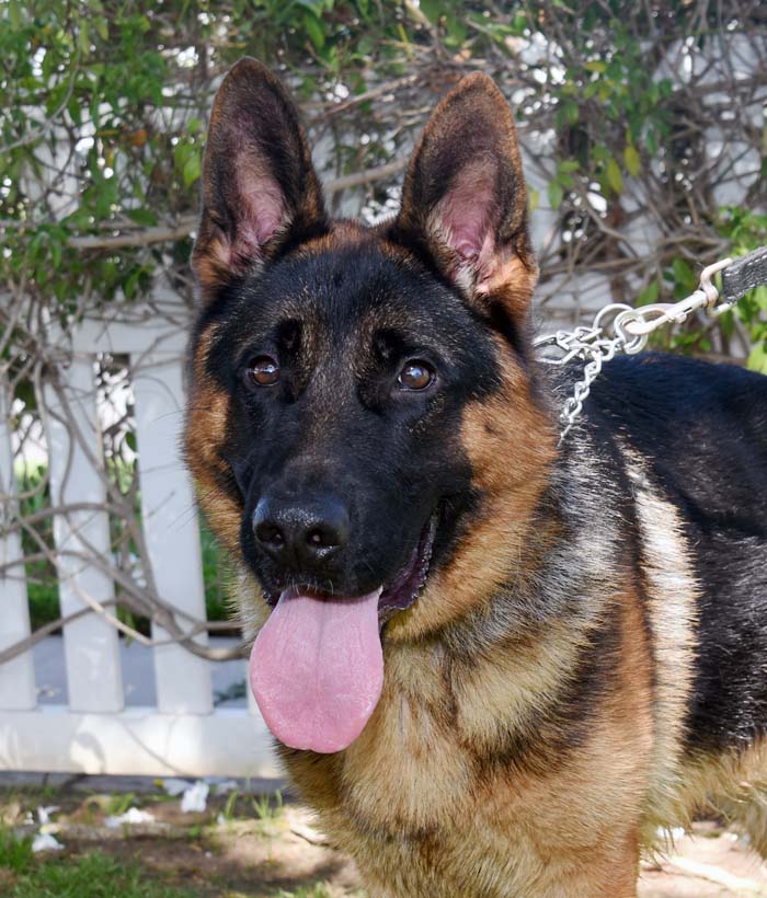 Milo German Shepard Available For Adoption