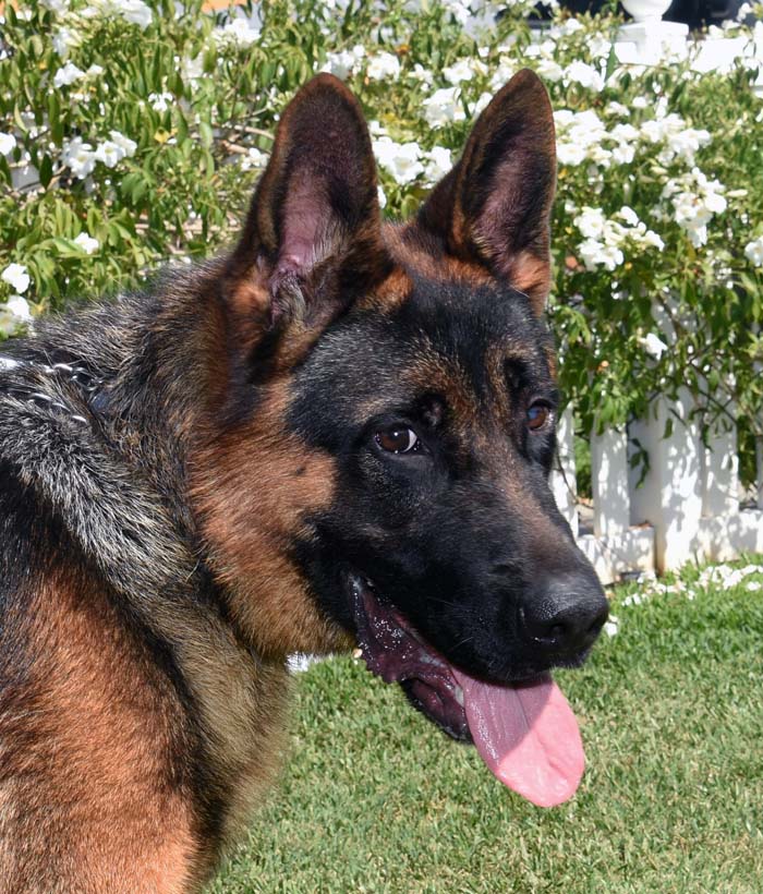 Milo German Shepard Available For Adoption