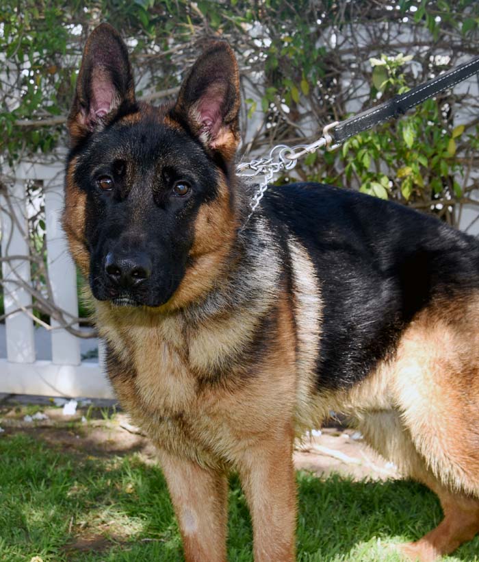 Milo German Shepard Available For Adoption