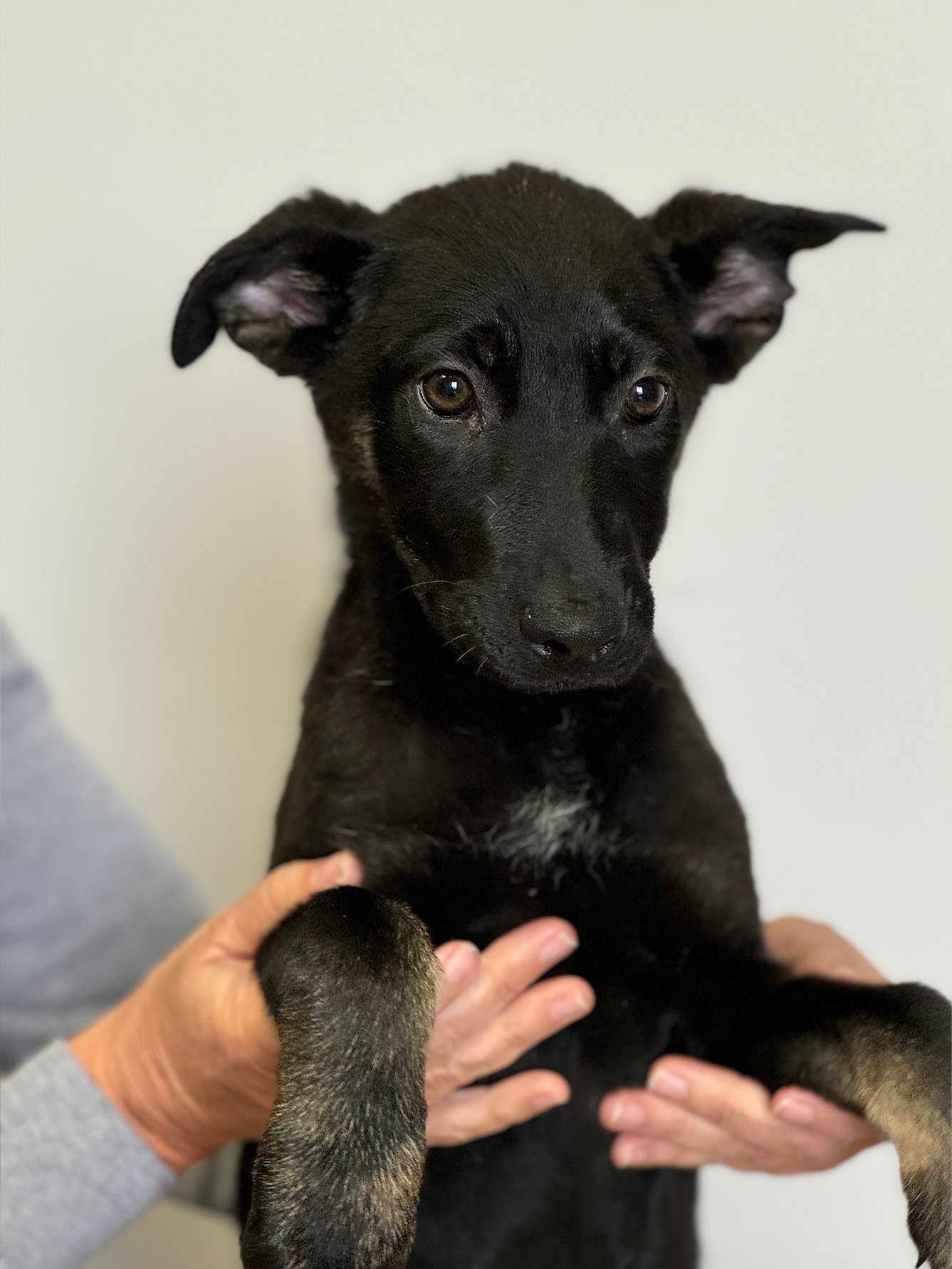 Jay German Shepherd Puppy Available for Adoption
