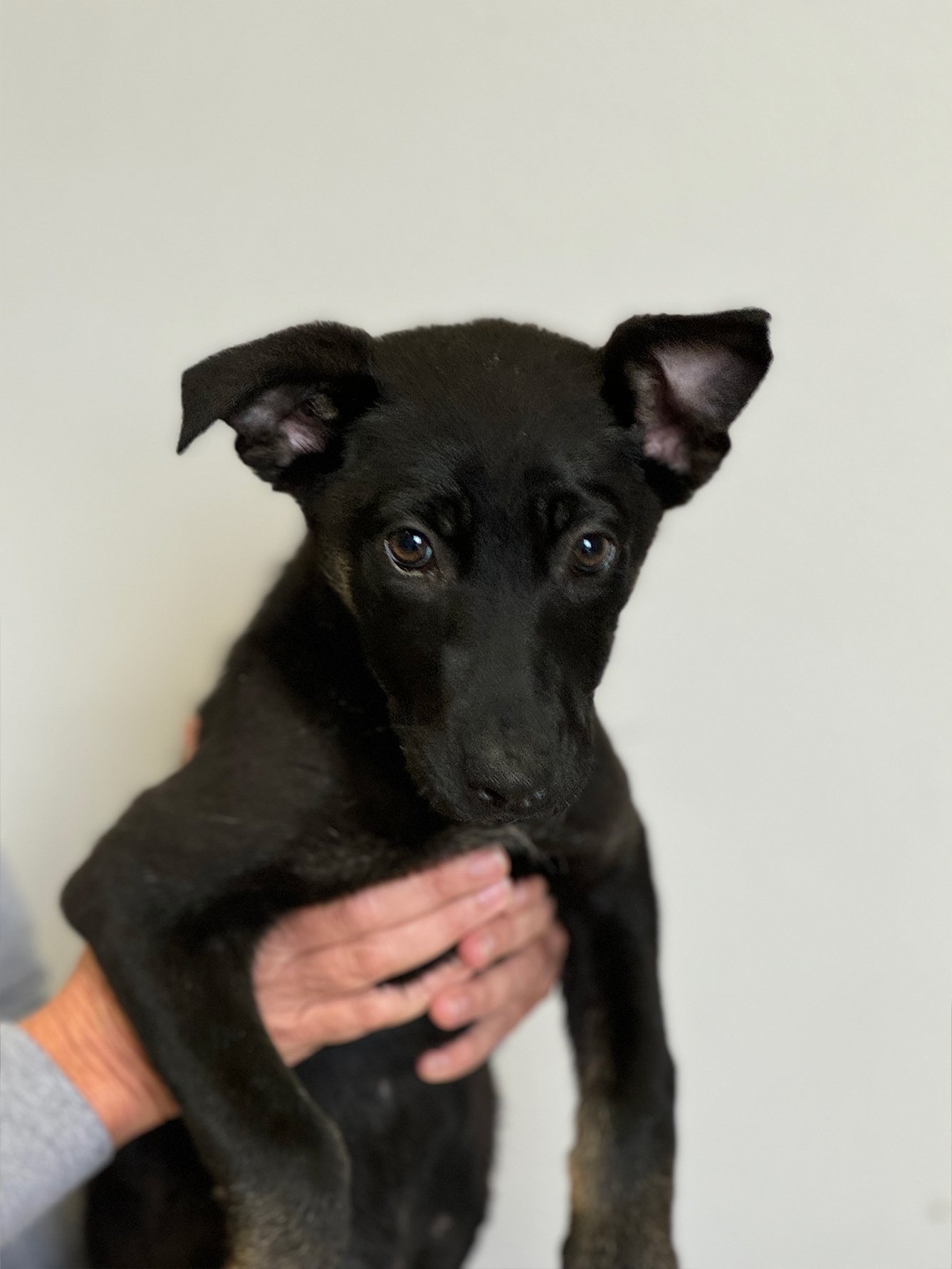 Jay German Shepherd Puppy Available for Adoption