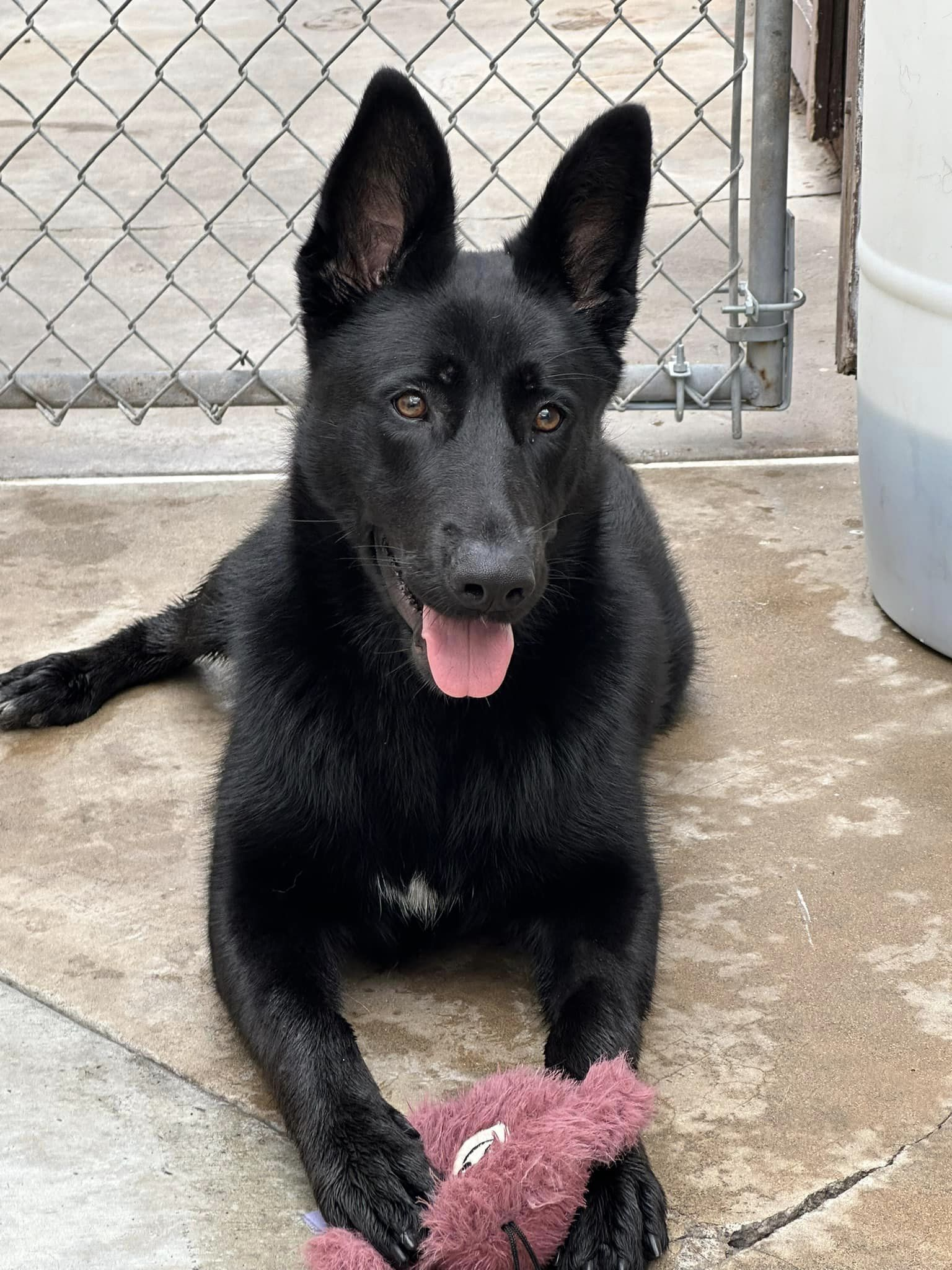 Oriole German Shepherd Puppy Available for Adoption