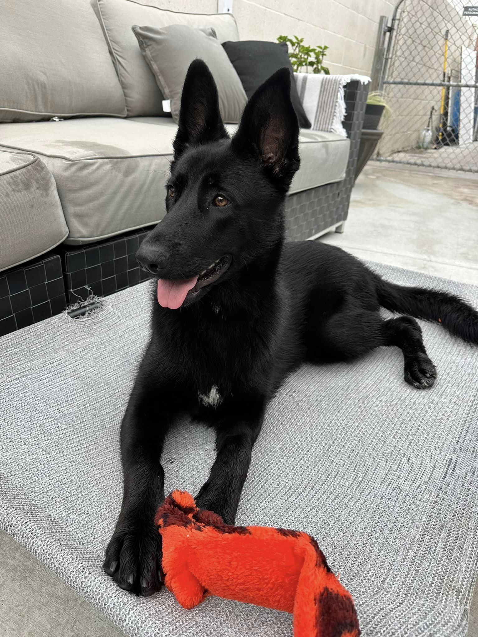 Jelly Bean German Shepard Available For Adoption