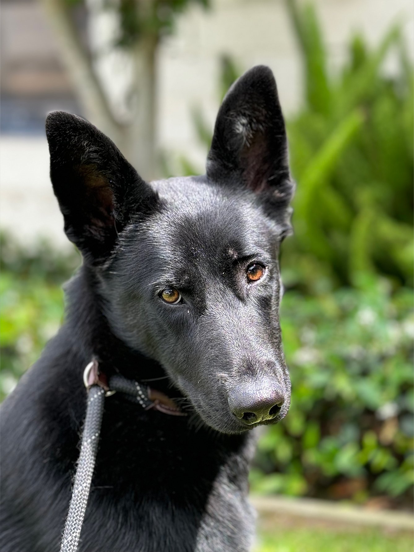 Jelly Bean German Shepherd Available for Adoption