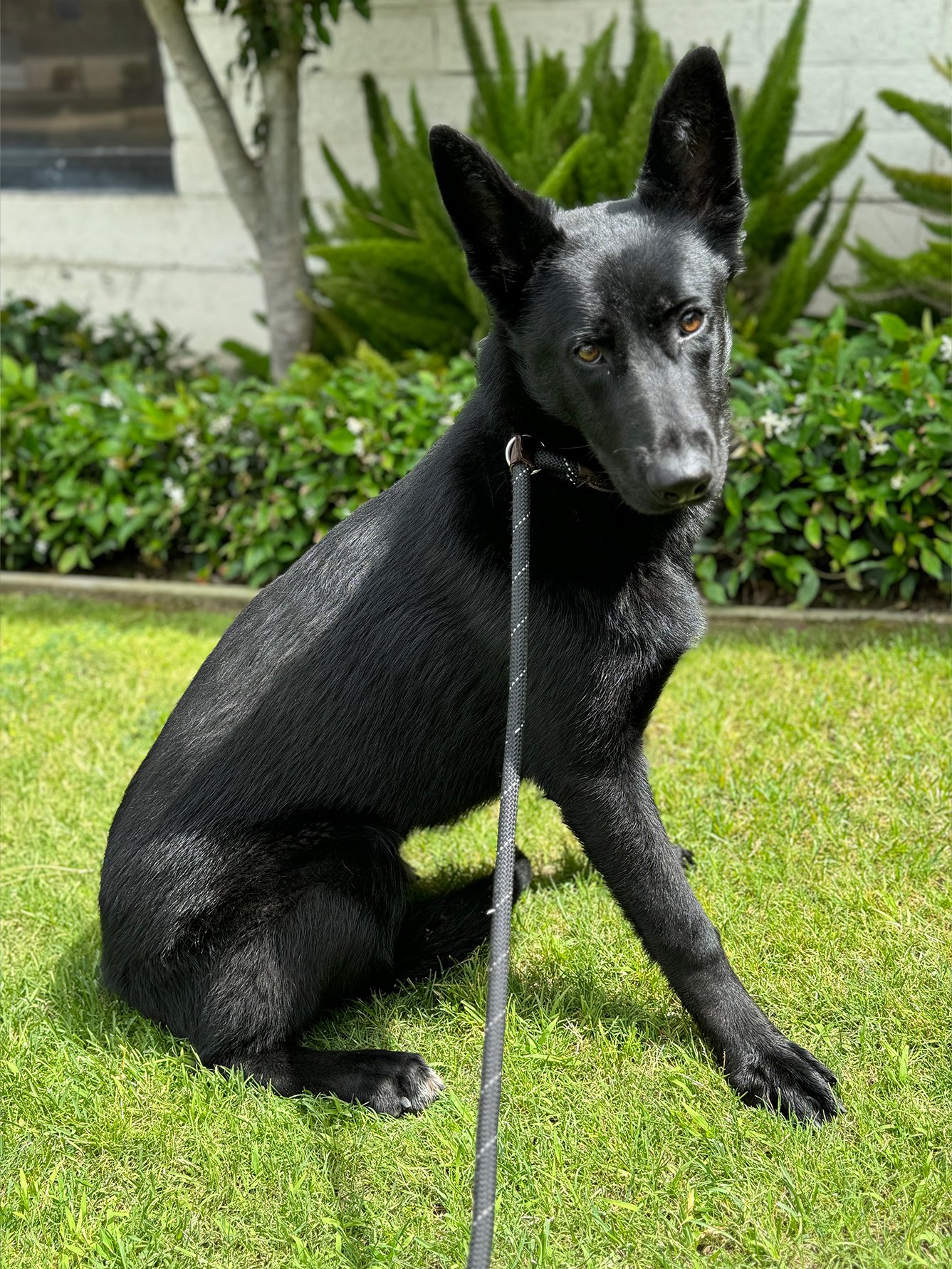 Jelly Bean German Shepherd Available for Adoption