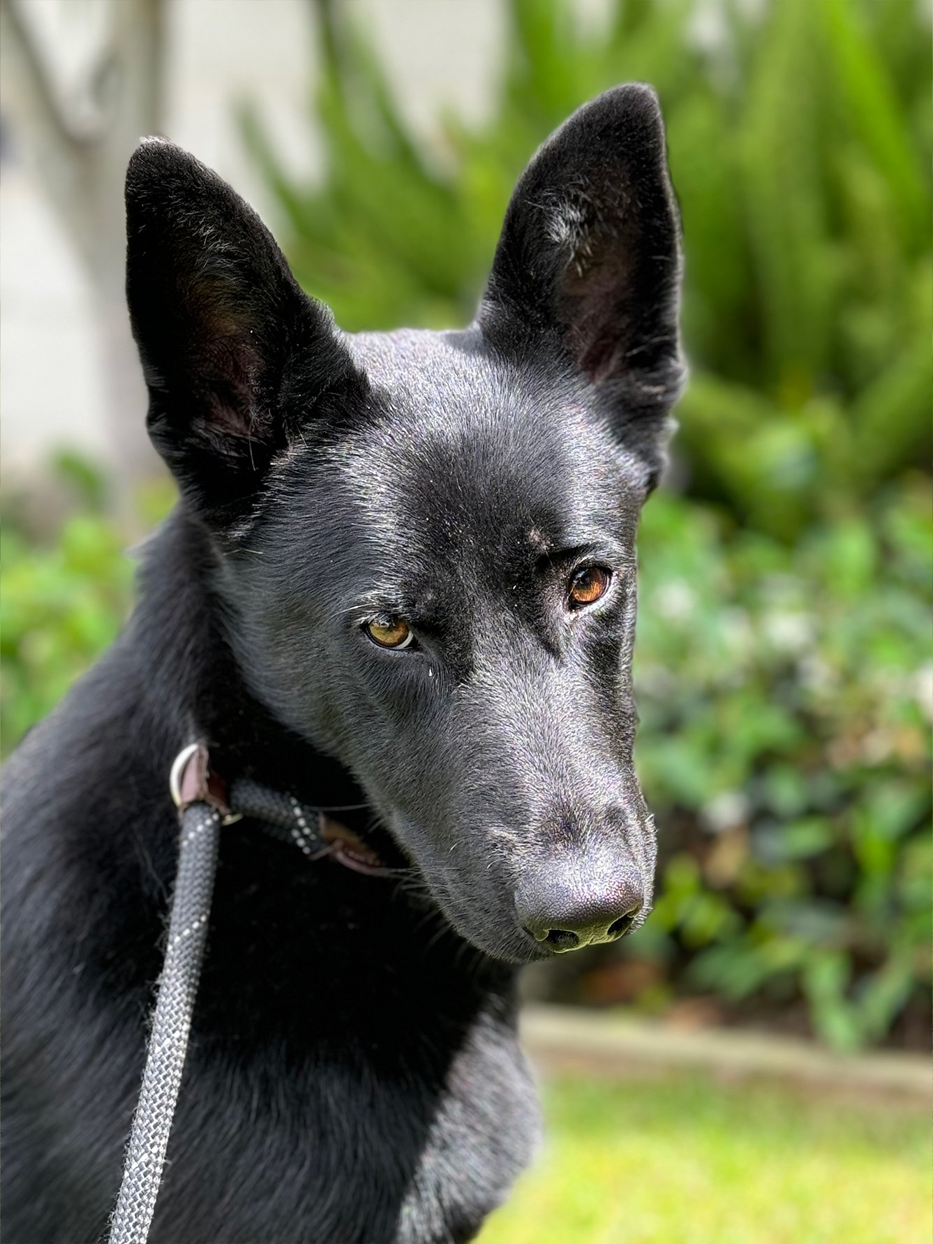 Jelly Bean German Shepherd Available for Adoption